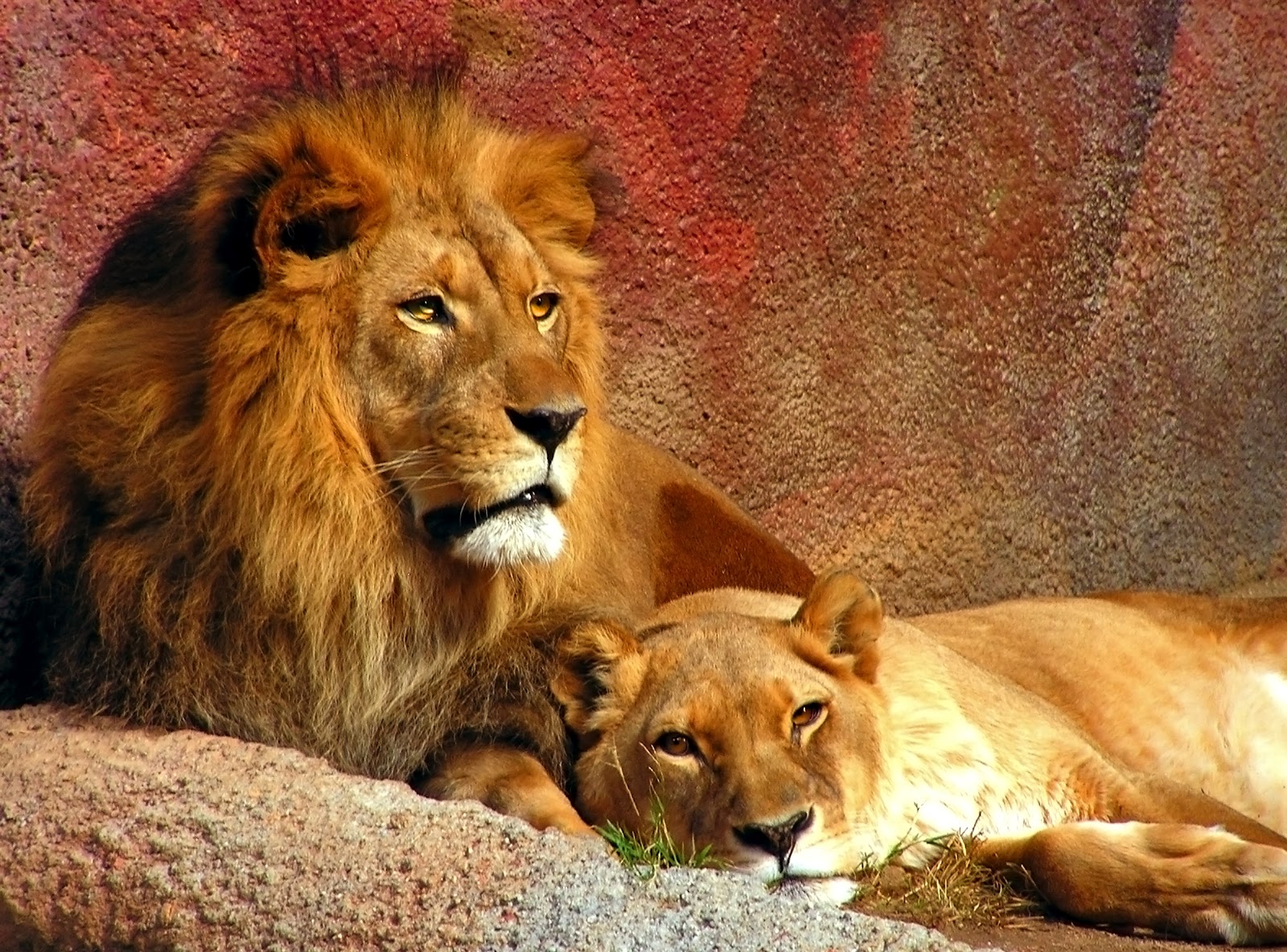 African Lion
